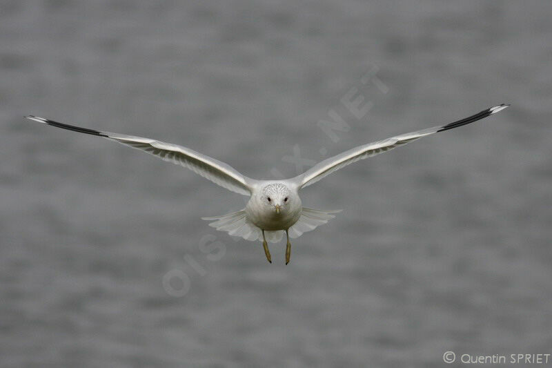 Common Gulladult post breeding, Flight