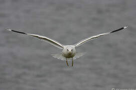 Mew Gull