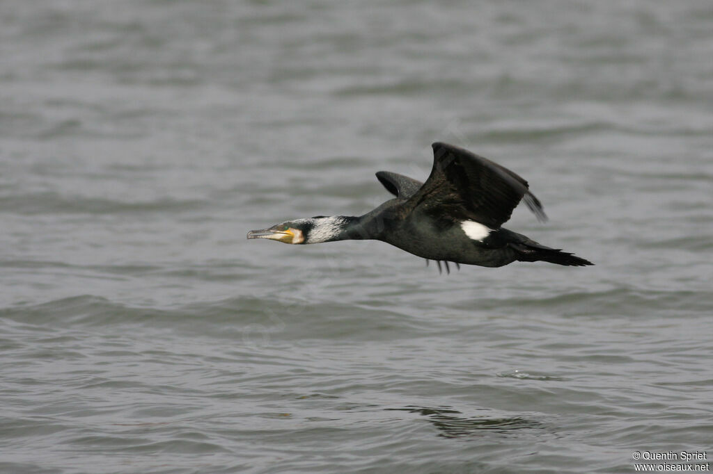 Great Cormorantadult breeding, Flight