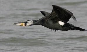 Great Cormorant