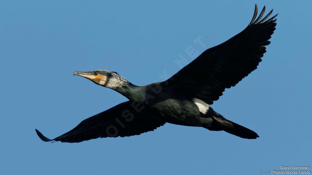 Great Cormorantadult breeding, identification, close-up portrait, Flight