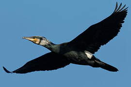 Great Cormorant