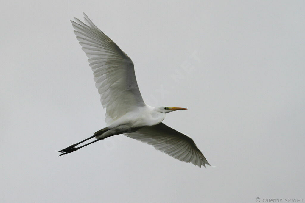 Great Egretadult, Flight