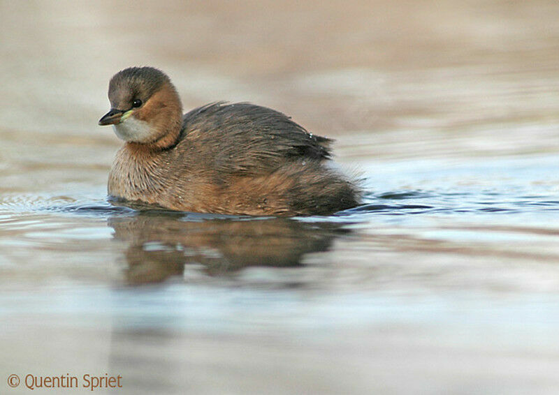 Little Grebeadult post breeding