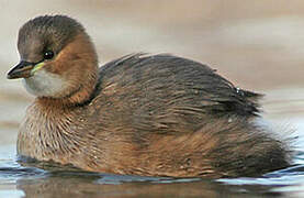 Little Grebe