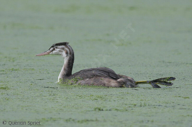 Great Crested Grebeimmature, identification, Behaviour