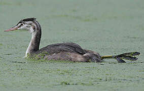 Great Crested Grebe