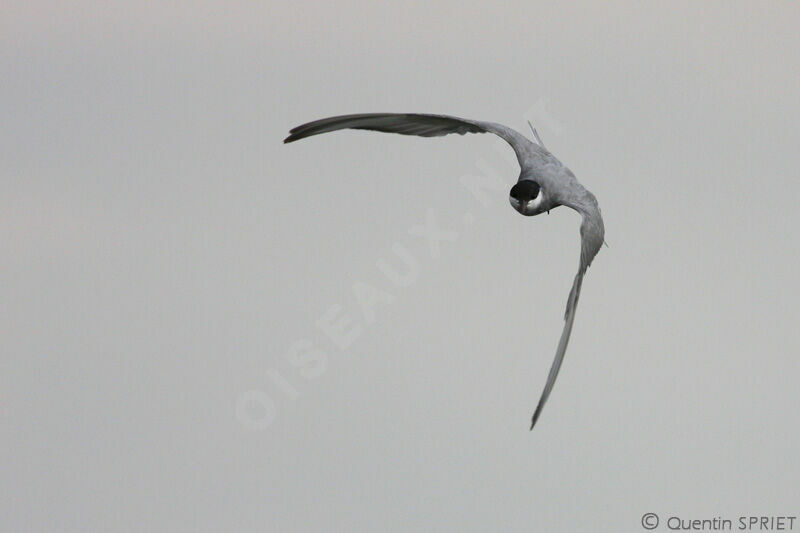 Whiskered Ternadult, Flight