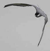 Whiskered Tern