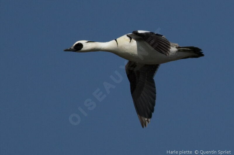 Smew male adult breeding, Flight