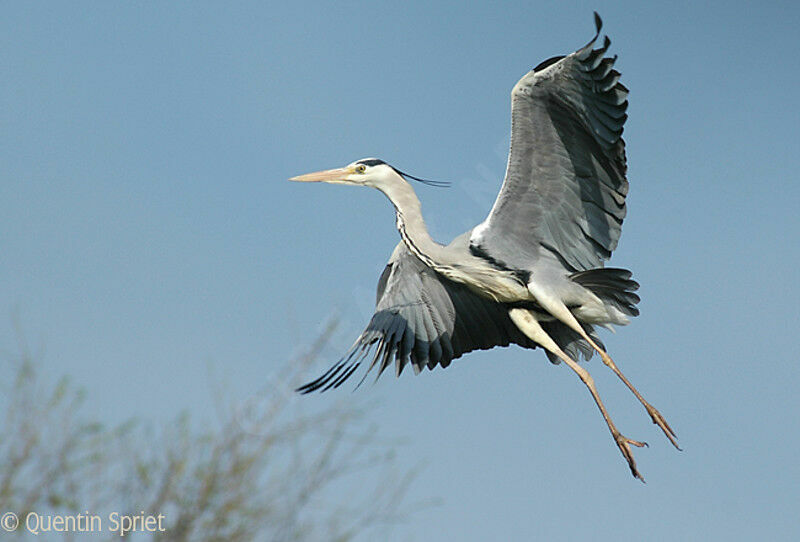 Grey Heronadult breeding, Flight