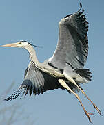 Grey Heron