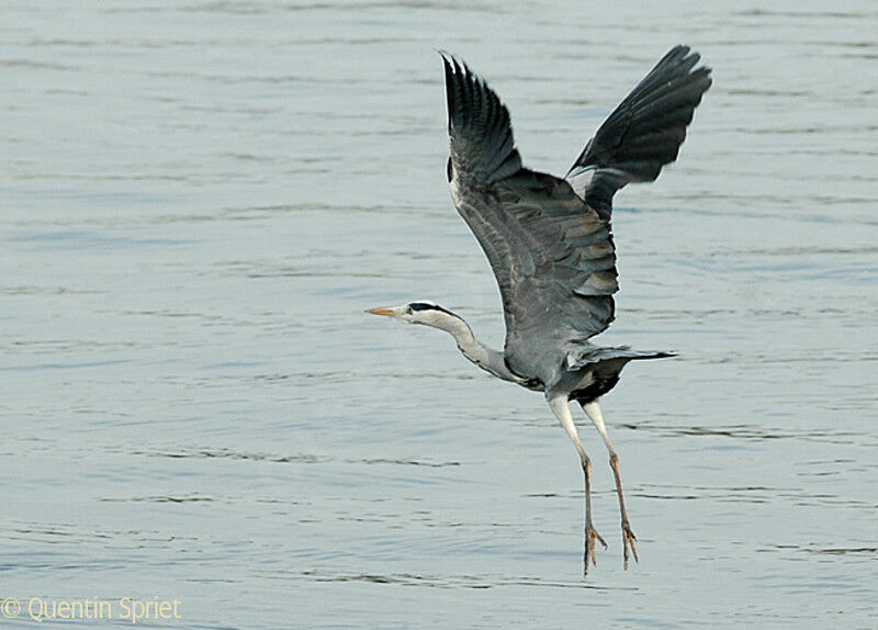 Grey Heronadult, Flight