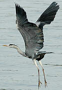 Grey Heron