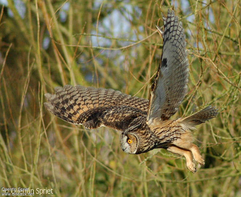 Long-eared Owladult, Flight