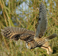 Long-eared Owl