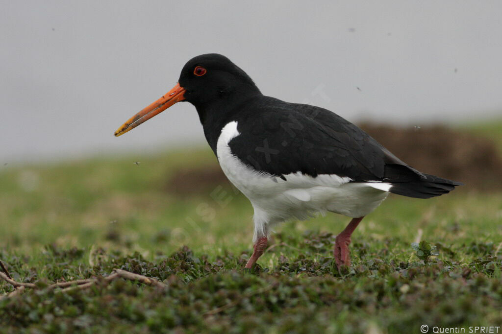 Eurasian Oystercatcheradult, identification