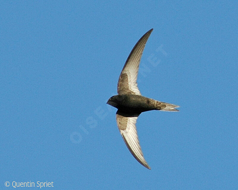 Common Swiftadult, Flight