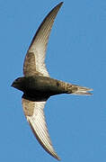 Common Swift