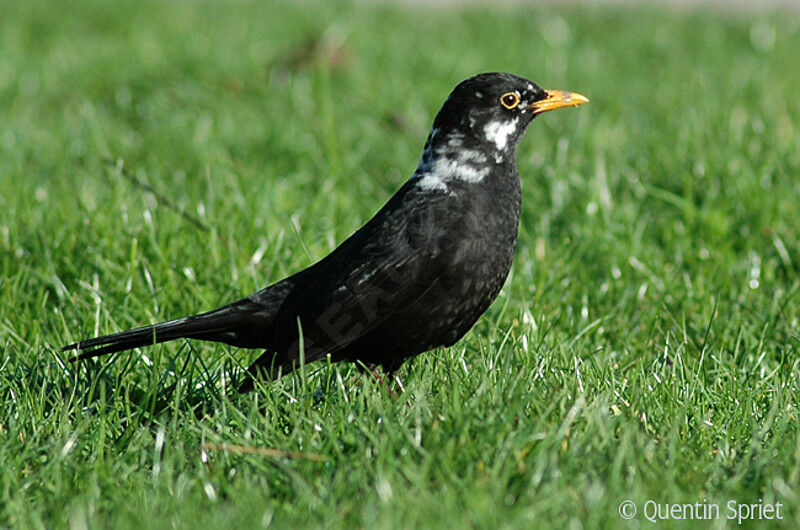 Common Blackbird male adult