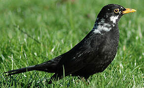 Common Blackbird