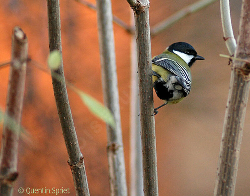 Great Tit male adult