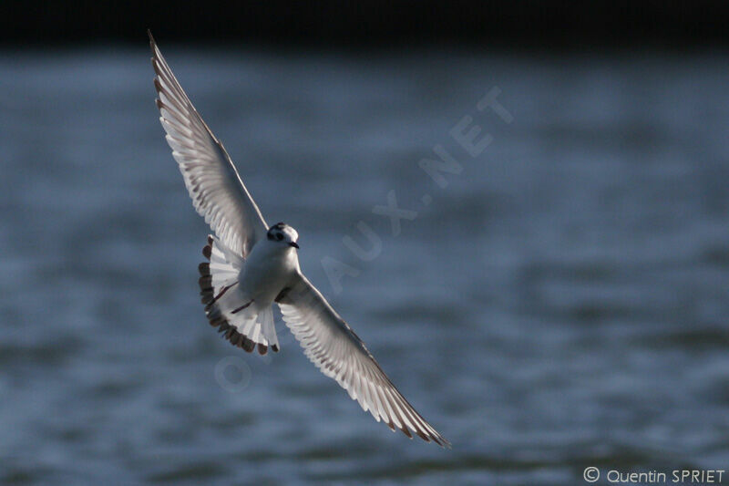 Mouette pygmée1ère année, Vol