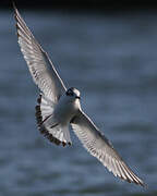 Mouette pygmée