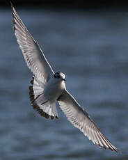 Mouette pygmée