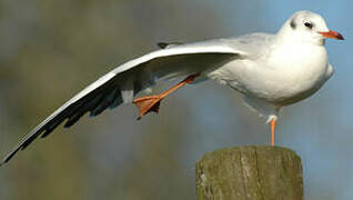 Black-headed Gull