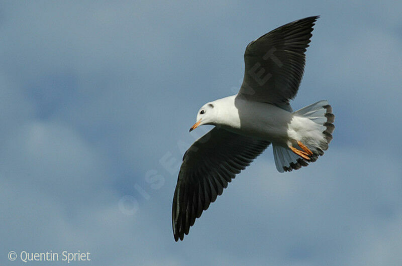 Black-headed GullFirst year, Flight