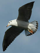 Mouette rieuse