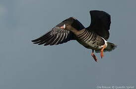 Greater White-fronted Goose