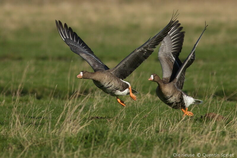 Greater White-fronted Goose