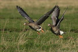 Greater White-fronted Goose