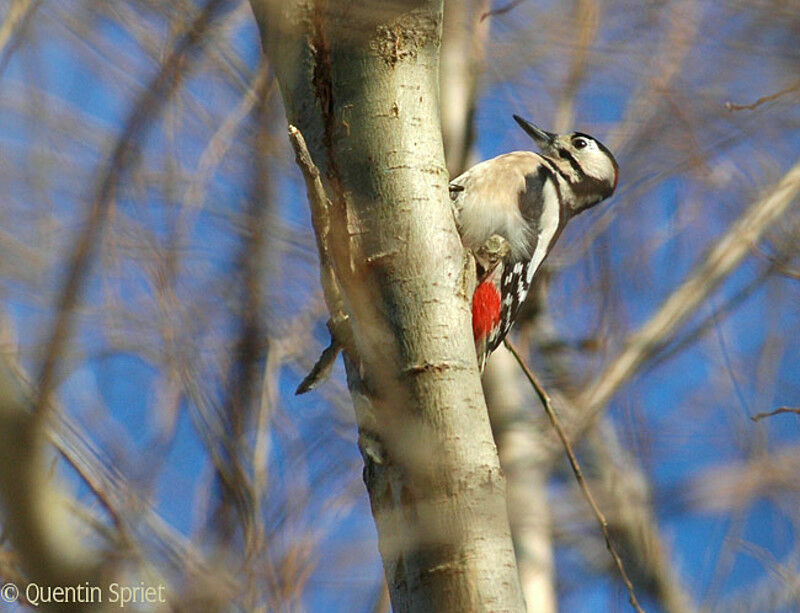 Great Spotted Woodpecker