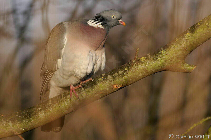 Jeune Oiseau Voisin Du Pigeon En 10 Lettres