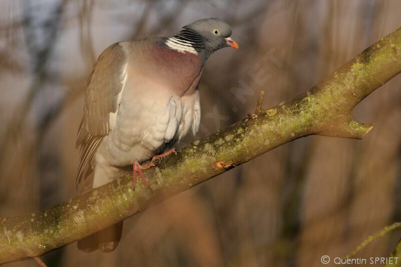 Pigeon ramieradulte, identification