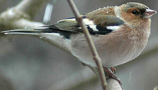 Eurasian Chaffinch