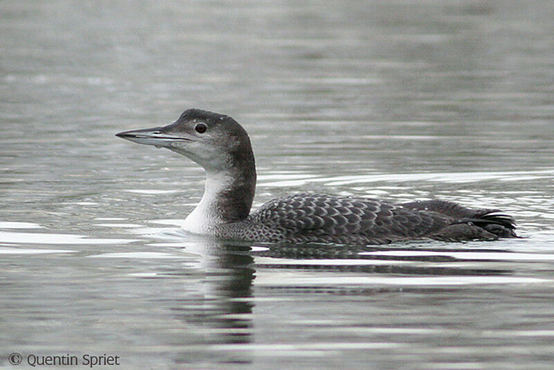 Common Loon