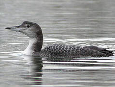 Common Loon