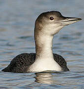 Common Loon