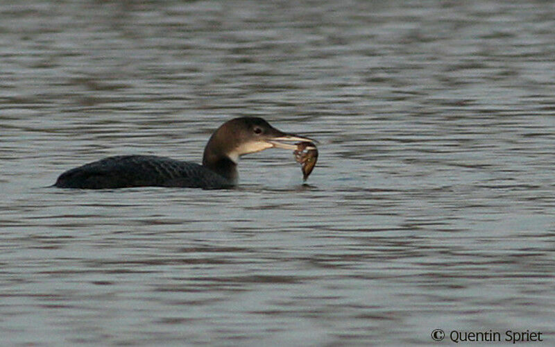 Common Loon, identification, feeding habits