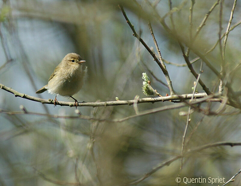 Pouillot véloceadulte