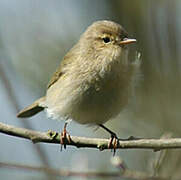 Common Chiffchaff