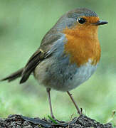 European Robin