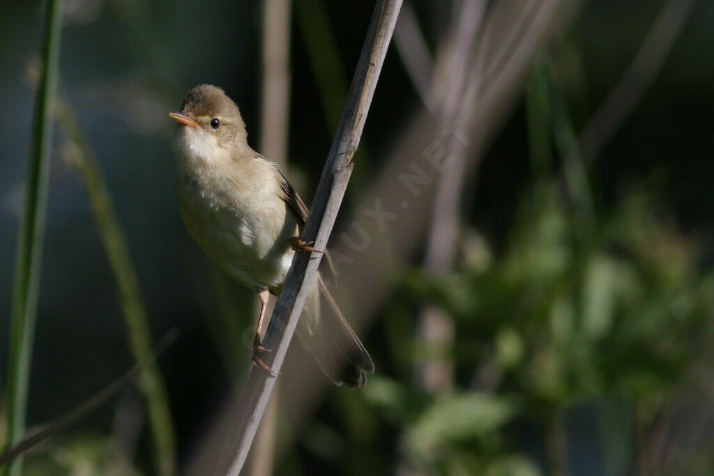 Marsh Warbler