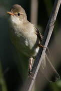 Marsh Warbler