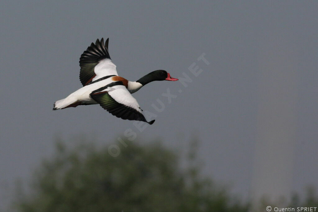 Common Shelduck male adult breeding, Flight