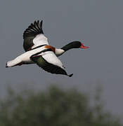 Common Shelduck